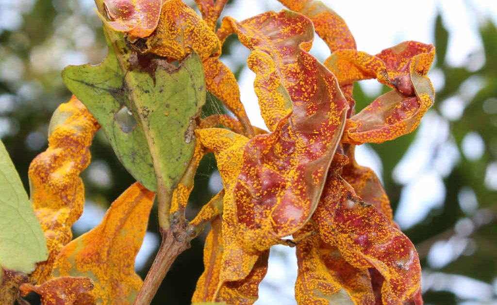 This is a heavy myrtle rust infection on a rose apple (or lily pilly) tree – a plant often found in backyards and streets. This is a heavy myrtle rust infection on a rose apple (or lily pilly) tree – a plant often found in backyards and streets.